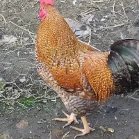 فوری یک عدد خروس|حیوانات مزرعه|رضوانشهر, |دیوار