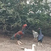 مرغ وخروس لاری
