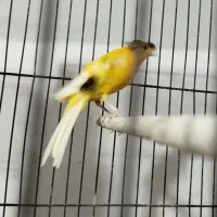 2 تا قناری نر رسمی معمولی کاکلی - مست و دیوونه