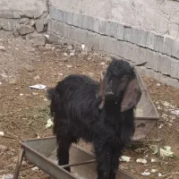 بزغاله|حیوانات مزرعه|دزفول, |دیوار