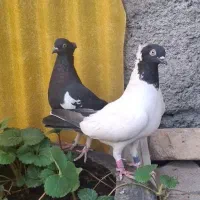 کبوتر پرستویی پرشی