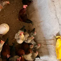 خروس محلی مناسب قربانی و نگهداری|حیوانات مزرعه|ابهر, |دیوار