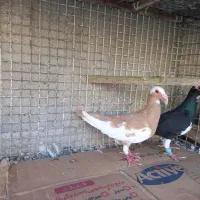 اسکندرون اصیل وارداتی جفت،کاریر نروماده اصیل|پرنده|مشهد, چاهشک|دیوار