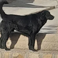 سگ قهدرجونی