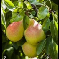 ویلا باغ با تمام امکانات