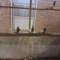 کبوتر قره کویناح|پرنده|ملکان, |دیوار