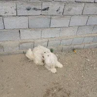 سگ پشمالو|سگ|سلماس, |دیوار