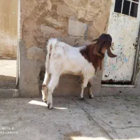 بیگ نر داشتی|حیوانات مزرعه|مسجد سلیمان, |دیوار