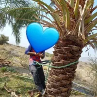 درخت گرازی خوشه بری