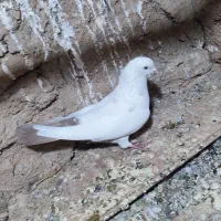 تکدوم . پرشی|پرنده|کبودرآهنگ, |دیوار