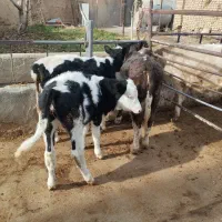 سه عدد گوساله ماده|حیوانات مزرعه|خنجین, |دیوار