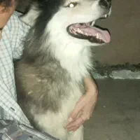 سگ مالاموت