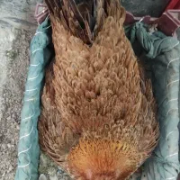 مرغ تخمگذار و خروس|حیوانات مزرعه|کرمانشاه, |دیوار