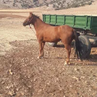 مادیان کورد ۴ساله|اسب و تجهیزات اسبسواری|سرپل ذهاب, |دیوار