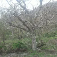 زمین-باغات-کشاورزی