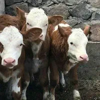 نگهداری سوپر گوساله های پرواری