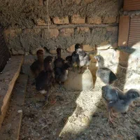 جوجه محلی ۱۵ روزه درجه ۱|حیوانات مزرعه|گمیشان, |دیوار