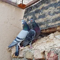 سبز مگس نر فروشی|پرنده|تفتان, |دیوار