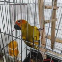 طوطی خورشیدی|پرنده|پیشوا, |دیوار