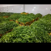 پخش سبزیجات پاک شده وشسته شده