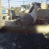 یک جفت کفتر ساده هفترنگ