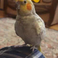 طوطی ملنگو|پرنده|تربت‌حیدریه, فرمانداری|دیوار