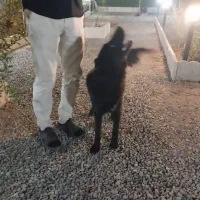 سگ بلک|سگ|اندیشه, اندیشه فاز ۱|دیوار