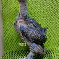 جوجه برهما 1ماهه|حیوانات مزرعه|هشتگرد, شهرک ولیعصر (مصلی)|دیوار