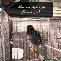 طوطی سانان|پرنده|بوکان, |دیوار