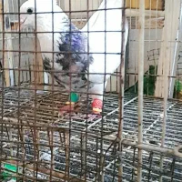 کبوتر طوقی هفت رنگ|پرنده|اهواز, منبع اب|دیوار