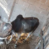 فروشی|حیوانات مزرعه|قشم, |دیوار