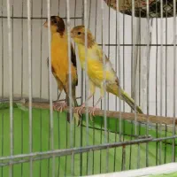 قناری بلند کشیده