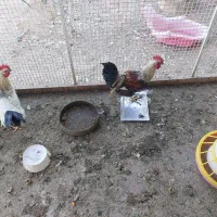 فروش یامعاوضه بامرغ