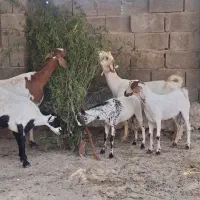 نری و کهره گوشتی وآبستن|حیوانات مزرعه|قشم, |دیوار