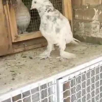 کبوتر بهبهانی