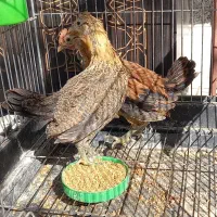 نیمچه مرغ و خروس لری اصیل|حیوانات مزرعه|مبارکه, |دیوار