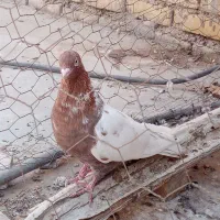 نیم تنه سرخ یا کله سرخ