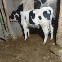 گوساله ۷ماهه