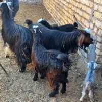 فروش بز|حیوانات مزرعه|میمه, |دیوار