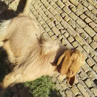 بزغاله دورگ نر چاق براکشتن وتخمی عالیه|حیوانات مزرعه|خواف, |دیوار