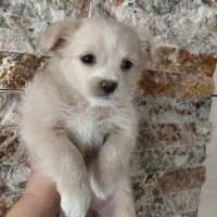 واگذاری توله های پامر