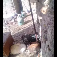 خرگوش‌|موش و خرگوش|میاندوآب, |دیوار