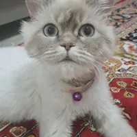 واگذاری توافقی گربه پرشین رگدال