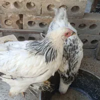 جوجه  خروس سه ماهه برهما