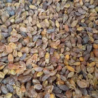کشمش سبز طبیعی سایه خشک بدون هسته|خوردنی و آشامیدنی|یزد, |دیوار