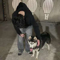 سگ هاسکی چشم ابی فوری|سگ|رشت, سلیمانداراب|دیوار