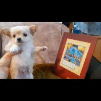 chihuahua شیواوا چیواوا جیبی فنجونی شیهواهوا شی و|سگ|لواسان, |دیوار