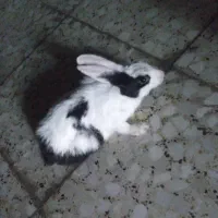خرگوش