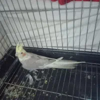 عروس ماده|پرنده|شهریار, شهرک بهاران (ویره)|دیوار