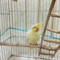 عروس هلندی|پرنده|اردبیل, |دیوار